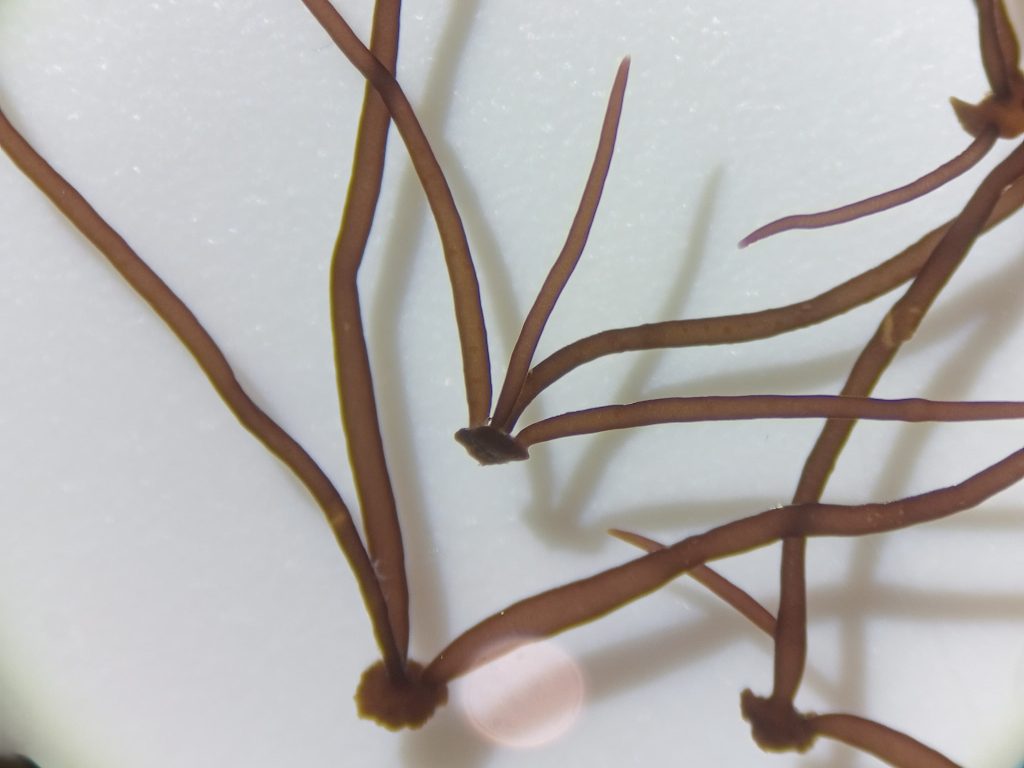 Juvenile branches of Gracilaria chilensis cultivated from spored at Hortimare