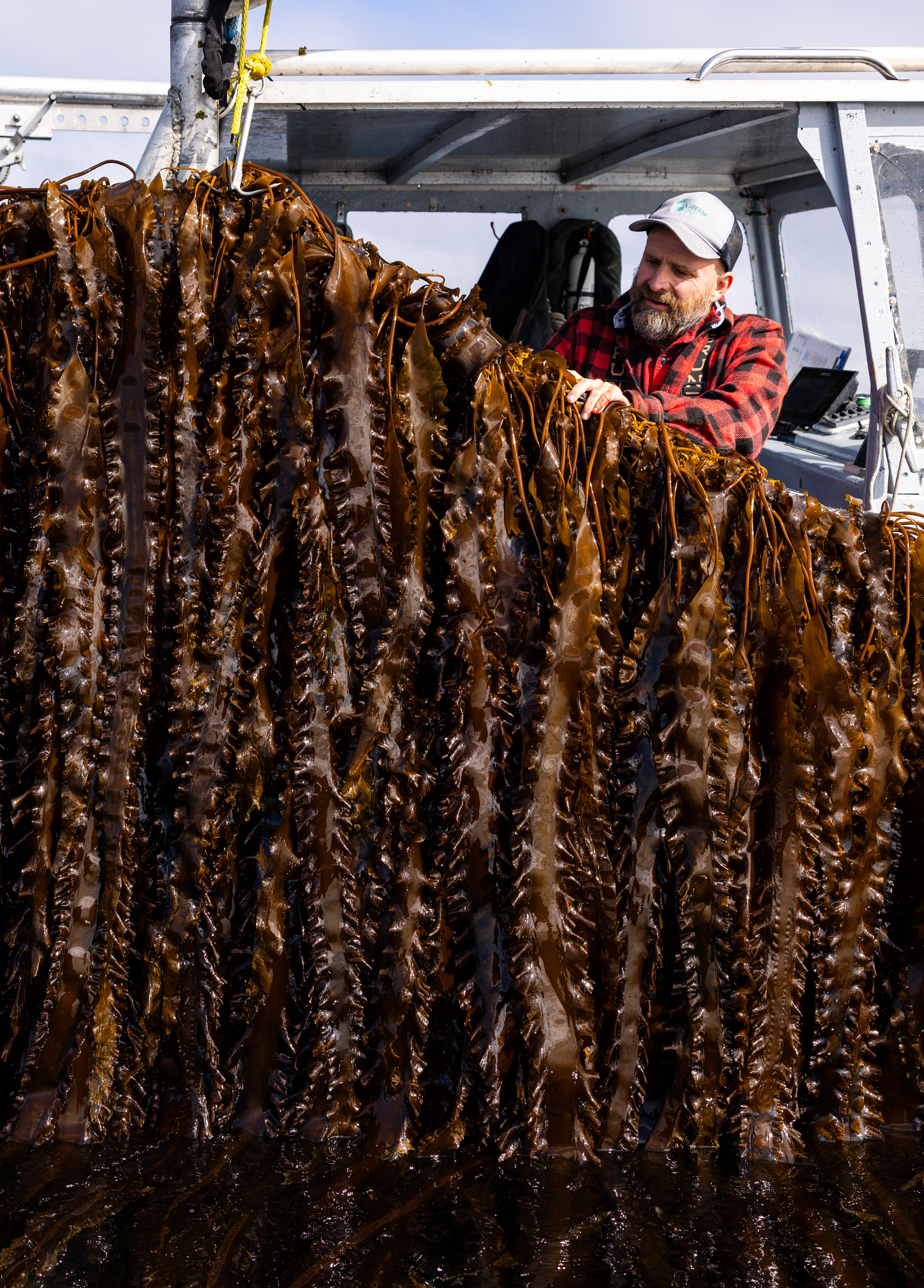 Saccharina latissima (sugar kelp) lines at GreenWave's kelp farm