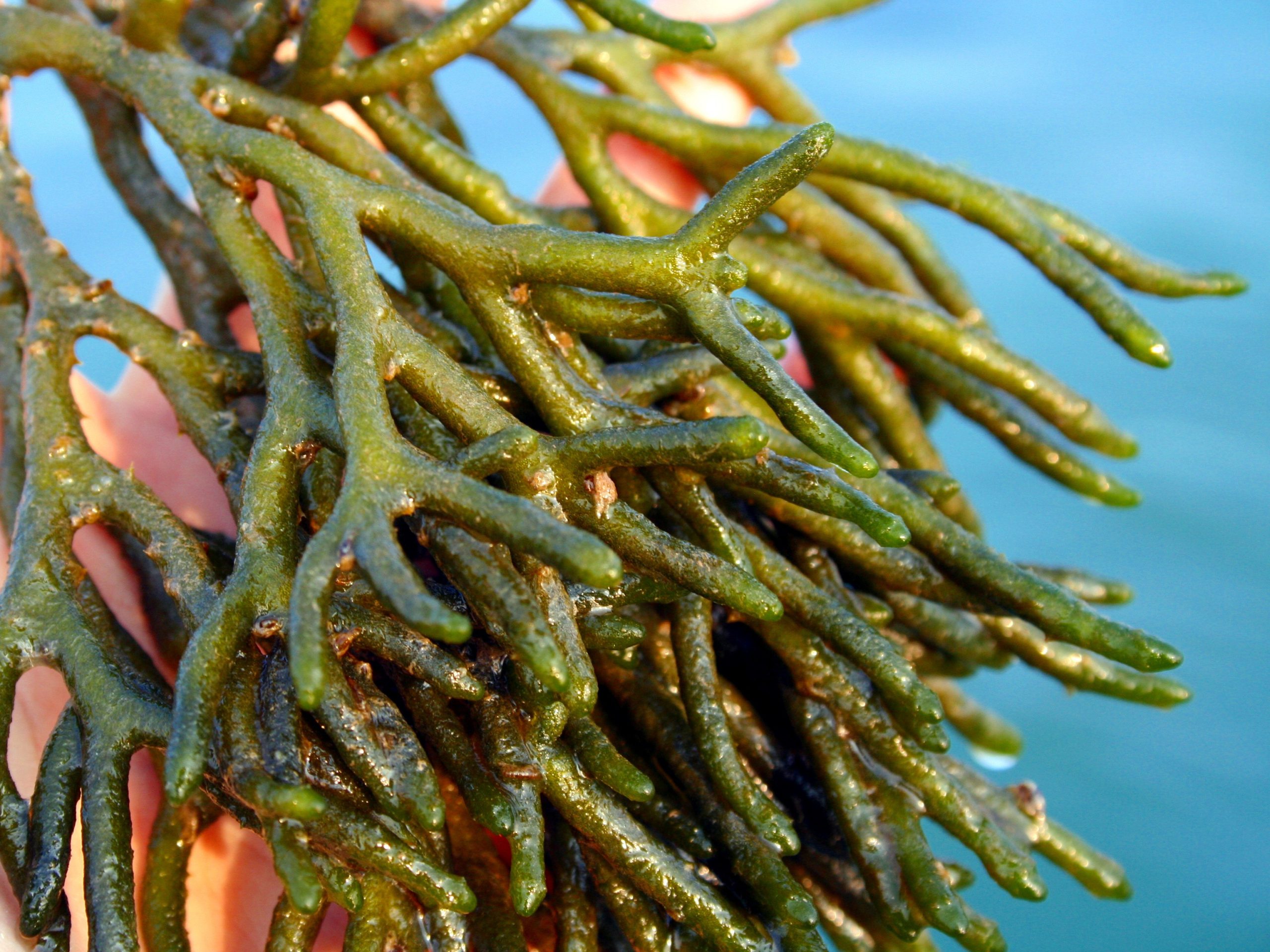 Codium sp. collected in the wild